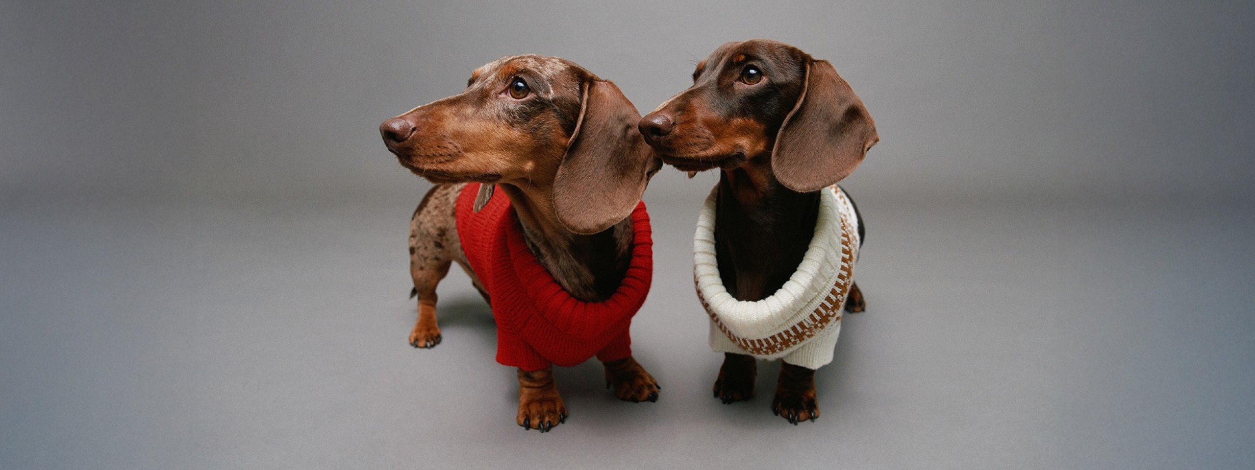 KNITTED SWEATER PET